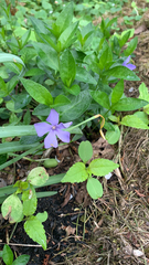 Vinca minor