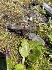 Castilleja victoriae