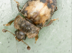 Omosita discoidea