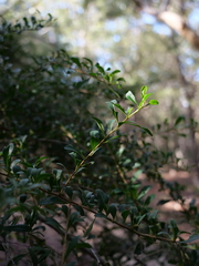 Bursaria spinosa