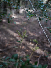 Bursaria spinosa