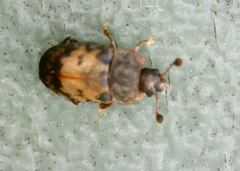 Omosita discoidea