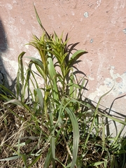 Chamaenerion angustifolium