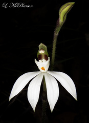 Caladenia picta