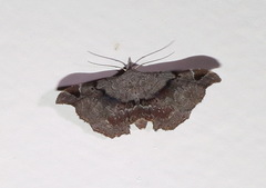 Esthlodora variabilis