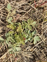 Geum aleppicum