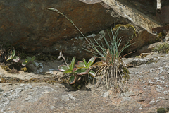 Festuca pallens
