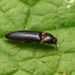 Ampedus atripennis - Photo (c) corndog, algunos derechos reservados (CC BY-NC), subido por corndog