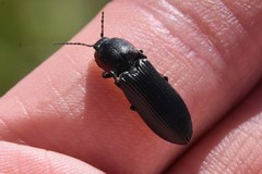 Selatosomus lateralis