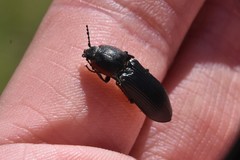 Selatosomus lateralis