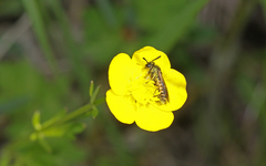 Corynis crassicornis