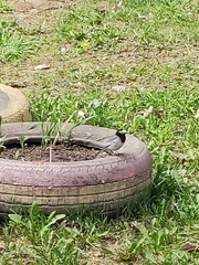 Motacilla alba personata