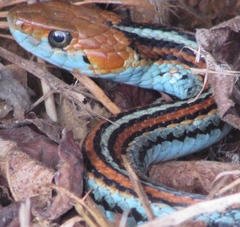 Thamnophis sirtalis tetrataenia