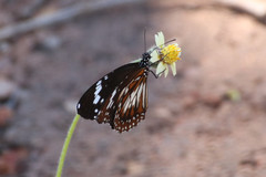 Danaus affinis affinis
