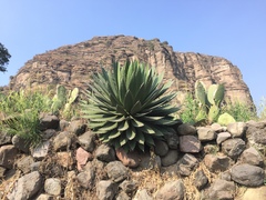 Agave obscura