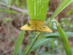 Corymica spatiosa