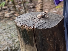 Pedostibes tuberculosus