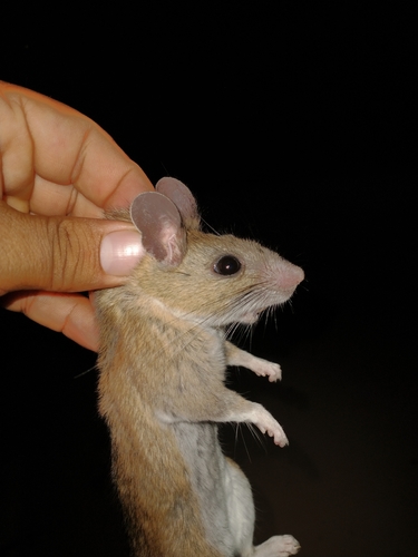 Sonoran Woodrat