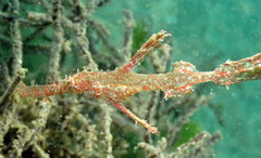 Delicate Ghostpipefish photo 2