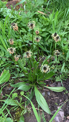 Plantago lanceolata