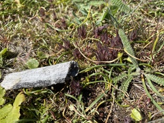 Castilleja victoriae