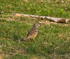 Mirafra assamica