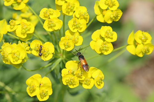 Bramble Sawfly photo 4