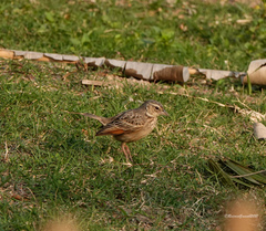 Mirafra assamica