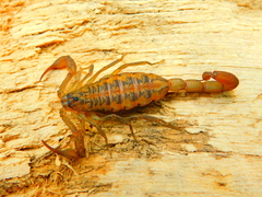 Centruroides baergi
