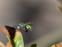 Euglossa