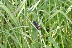 Selatosomus suckleyi