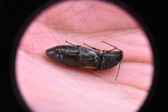Selatosomus suckleyi