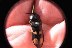 Selatosomus suckleyi