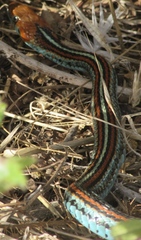 Thamnophis sirtalis tetrataenia