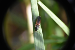Agriotes thevenetii