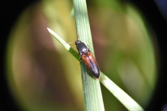 Agriotes thevenetii