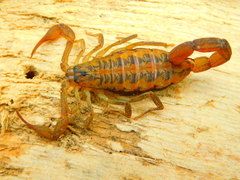 Centruroides baergi