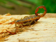 Centruroides baergi