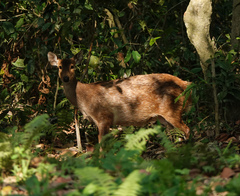 Axis porcinus