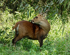 Axis porcinus