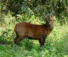 Axis porcinus
