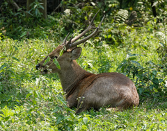 Axis porcinus