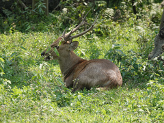 Axis porcinus