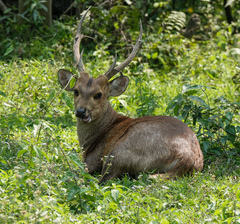 Axis porcinus