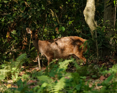 Axis porcinus