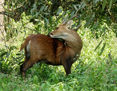 Axis porcinus