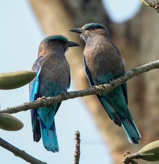 Indochinese Roller photo 3