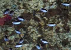 Dineutus sublineatus