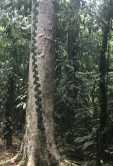 Monstera tuberculata