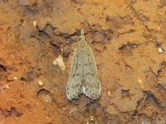 Dichomeris punctidiscellus